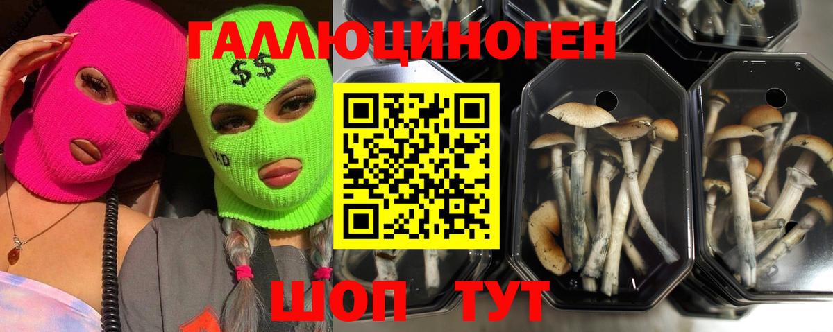 Топки  Псилоцибиновые грибы GOLDEN TEACHER  Вход с VPN  Псилоцибиновые грибы GOLDEN TEACHER 