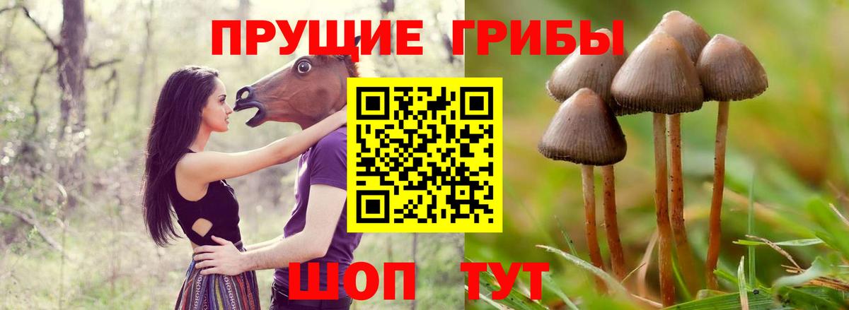 Псилоцибиновые грибы Cubensis Топки